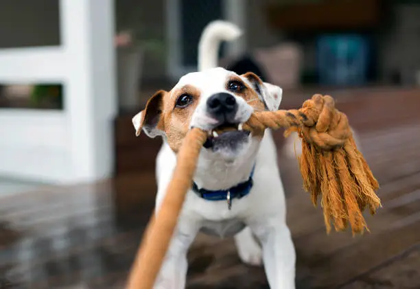 Photo of Fox Terrier tugging the rope playing