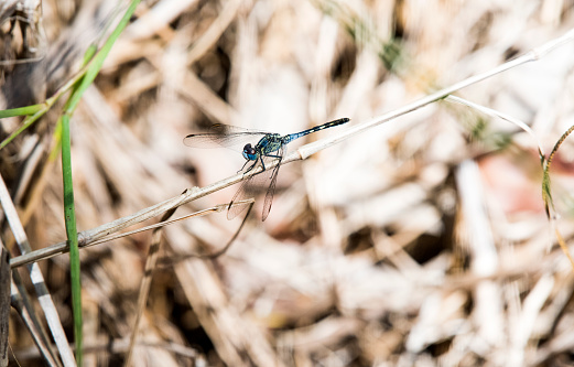 Details of a dragonfly in the swamp against the ground in the sun.