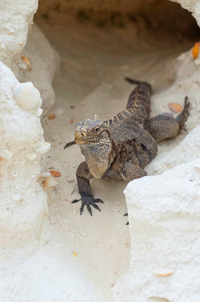 istock A large scaly Iguana emerged from a sand cave, close-up 941419704