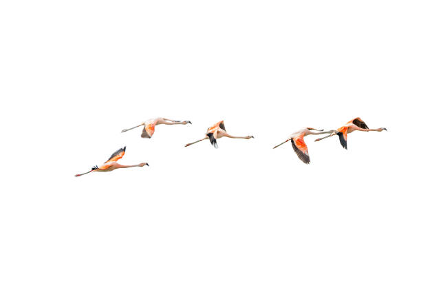 Isolated Flying Rosy Flamingos at Nimez Birds Reservation area, Patagonia stock photo