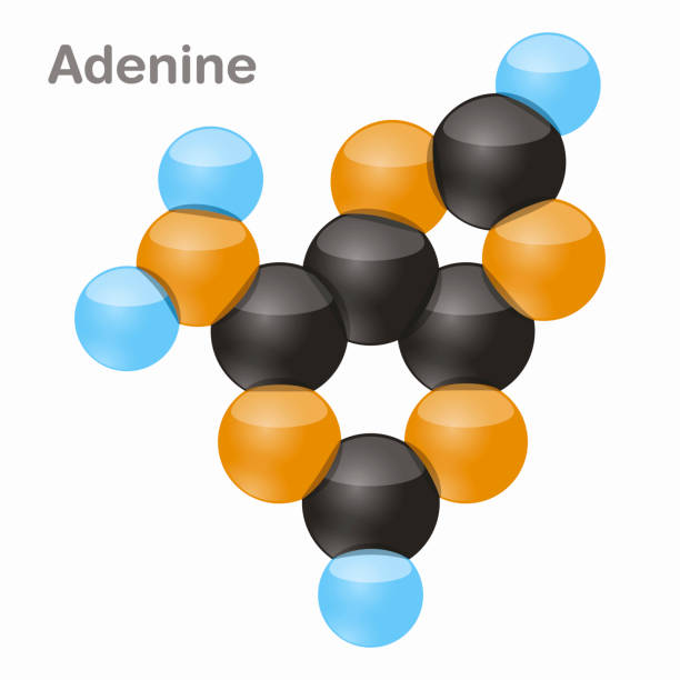 ilustrações, clipart, desenhos animados e ícones de adenina, molécula de base pirimidina r.. ilustração em vetor 3d em fundo branco - hydrogen bonding