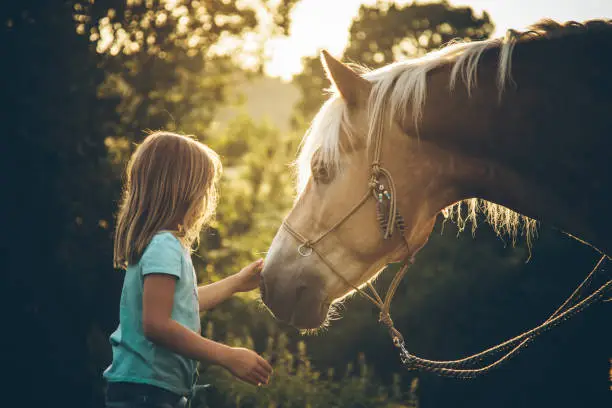 Cute happy 6 years old Caucasian girl, cuddling her Haflinger horse or pony outdoor in nature with beautiful and idyllic summer sunlight of a low sun, shortly before sunset.