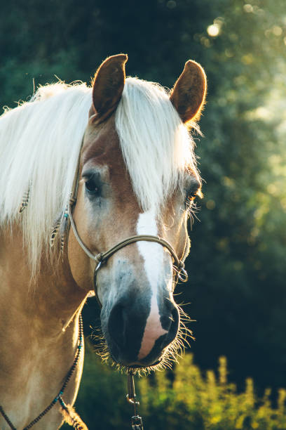 istock Horse portrait 941423772
