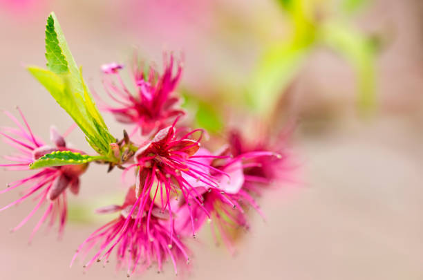 istock The flower of the Paraguayan 941423780