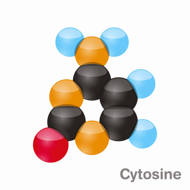 ilustrações, clipart, desenhos animados e ícones de molécula de base c. pirimidina citosina. base presente no dna. ilustração em vetor 3d em fundo branco - hydrogen bonding