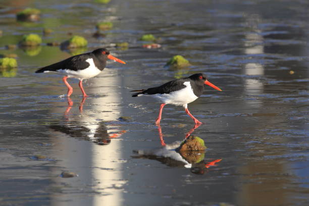 istock Eurasian oystercatcher Norway 941424390