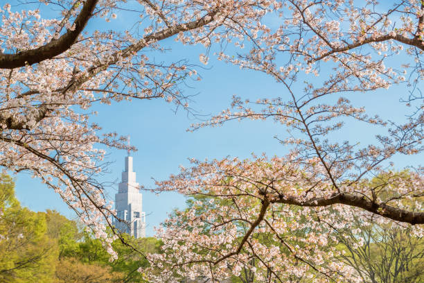istock Cherry blossoms and trees in Tokyo Yoyogi Park 941427620