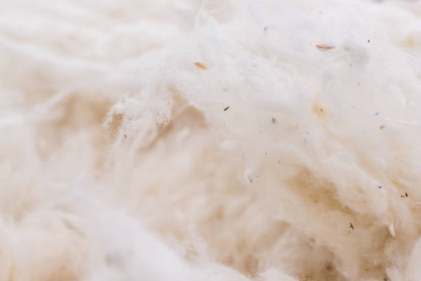istock background of raw cotton 941428114