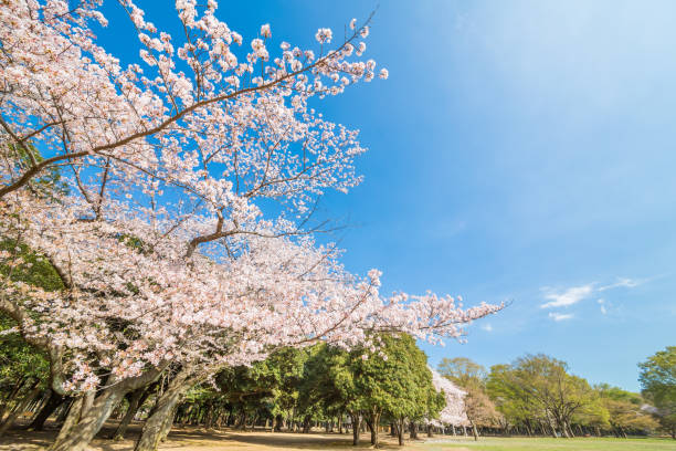 istock Cherry blossoms and trees in Tokyo Yoyogi Park 941428280