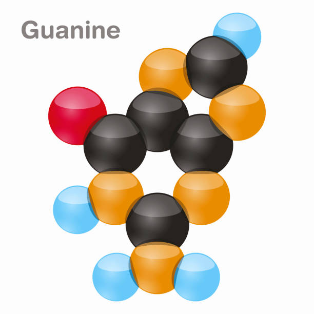 illustrazioni stock, clip art, cartoni animati e icone di tendenza di guanina, molecola del nucleobase di g. purine. presente nel dna. illustrazione vettoriale 3d su sfondo bianco - hydrogen bonding