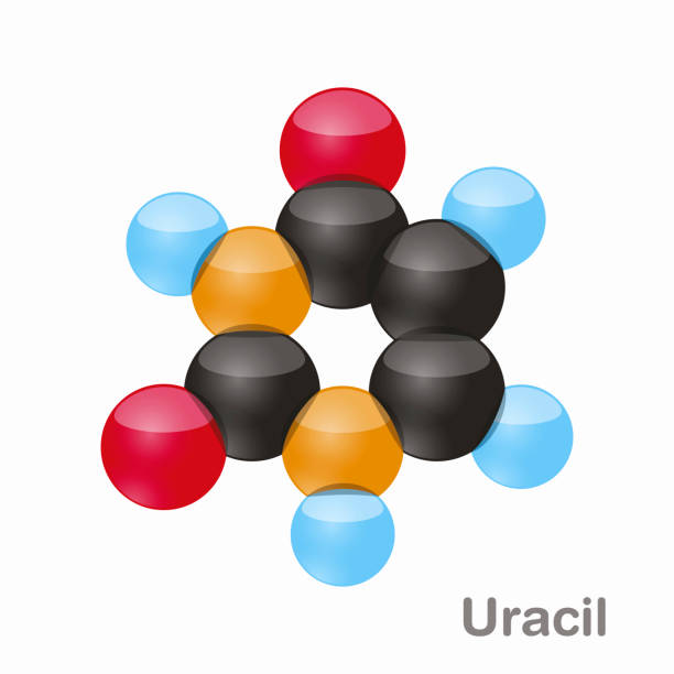 illustrazioni stock, clip art, cartoni animati e icone di tendenza di uracil, molecola del nucleobase di pirimidina. presente nel dna. illustrazione vettoriale 3d su sfondo bianco - hydrogen bonding