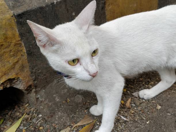 istock Portrait of a white Cat 941432642