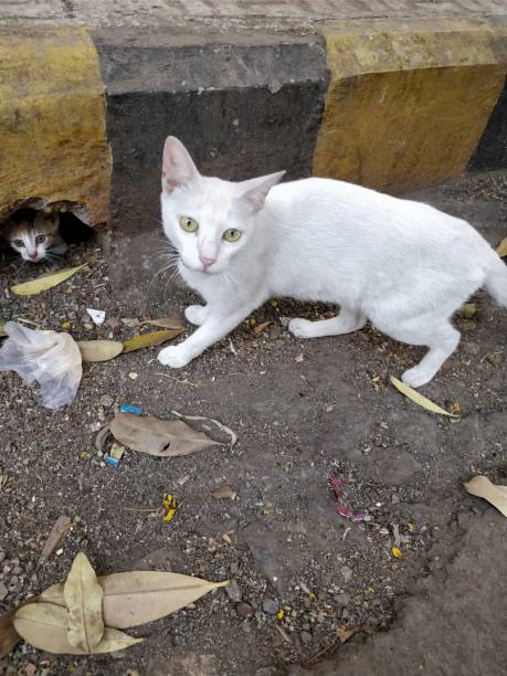 istock Portrait of a white Cat 941432882