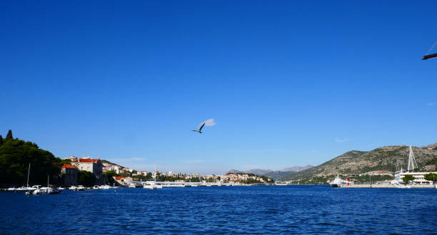 istock Lone seabird above Dubrovnik harbour. 941432970