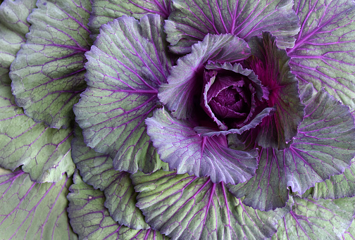 Its Kale, a decorative cabbage.