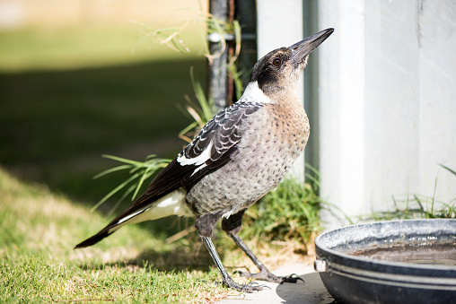 Australian magpie having a drink of water from water bowl