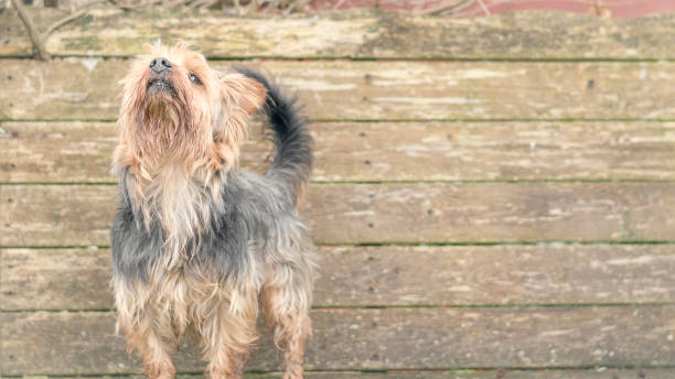 istock Pets,Yorkshire terrier dog sniffing the air 941439420