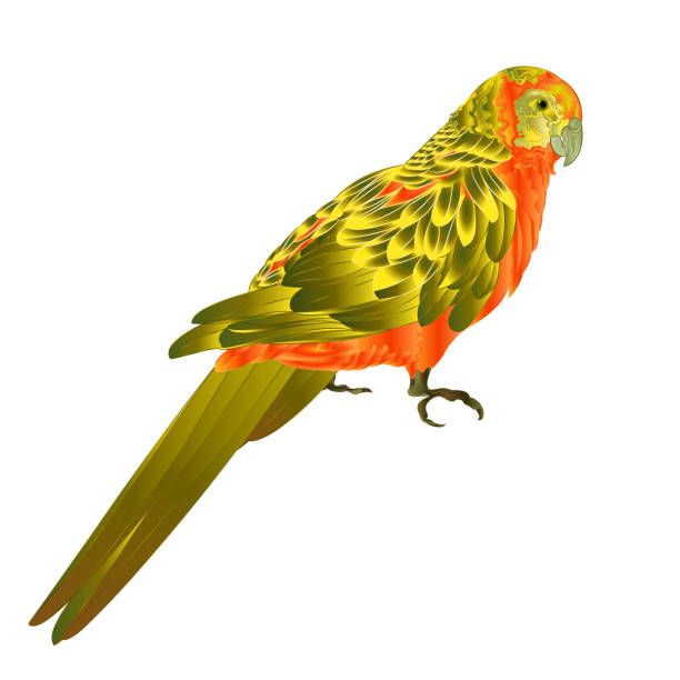 Sun Conure Parrot tropical exotic bird on a white background vector illustration editable Sun Conure Parrot tropical exotic bird on a white background vector illustration editable hand draw blue budgies cartoons stock illustrations