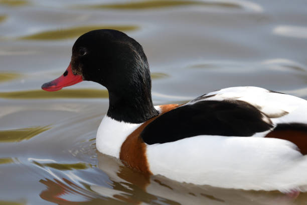 istock Shelduck in the water 941439852
