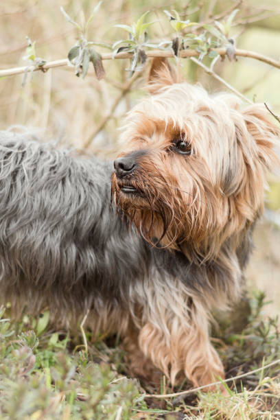 istock Yorkshire terrier pet dog playing i garden 941439938