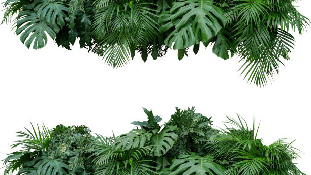 tropische blätter laub pflanze busch blumenarrangement natur hintergrund isoliert auf weißem hintergrund, clipping-pfad enthalten. - tropischer strauch stock-fotos und bilder