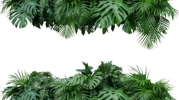 Photo of Tropical leaves foliage plant bush floral arrangement nature backdrop isolated on white background, clipping path included.