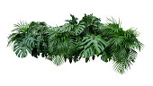 Tropical leaves foliage plant bush floral arrangement nature backdrop isolated on white background, clipping path included.