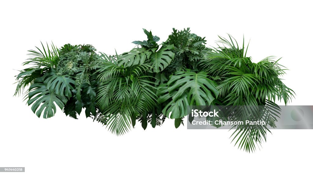 Tropical leaves foliage plant bush floral arrangement nature backdrop isolated on white background, clipping path included. Leaf Stock Photo