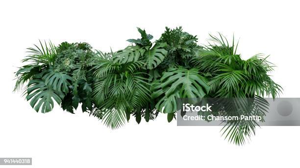 Tropical Leaves Foliage Plant Bush Floral Arrangement Nature Backdrop Isolated On White Background Clipping Path Included Stock Photo - Download Image Now