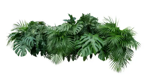 Photo of Tropical leaves foliage plant bush floral arrangement nature backdrop isolated on white background, clipping path included.