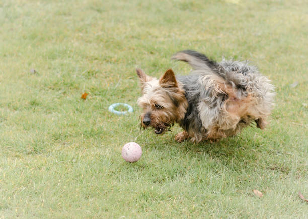 istock Pet yorkshire terrier dog playing in garden 941442876
