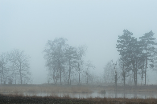 A fen (or ven) near Nijmegen in The Netherlands. A pine tree in the foreground. It is misty and early in the morning.