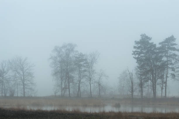 jezioro, wczesny zimowy poranek - winter lake snow fog zdjęcia i obrazy z banku zdjęć