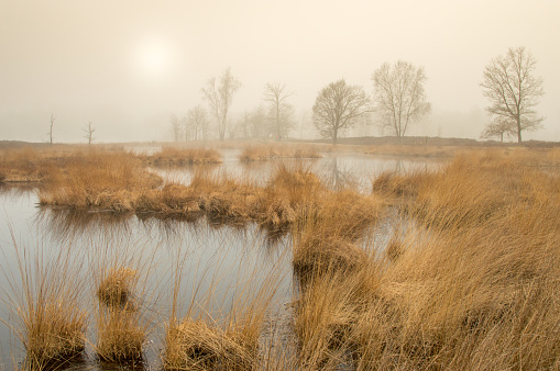 A fen (or ven) near Nijmegen in The Netherlands. A pine tree in the foreground. It is misty and early in the morning.