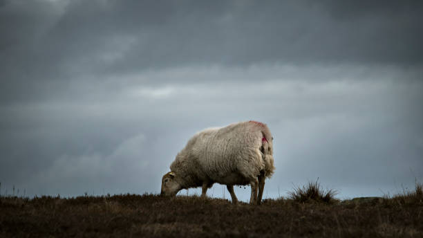 istock Single Sheep animal Grazing on Rural Pasture 941444130