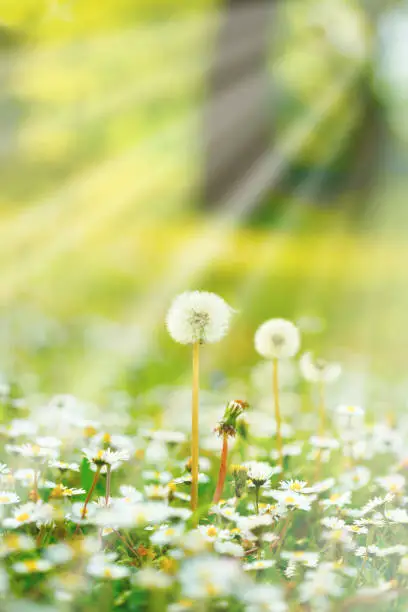 Daisy flowers field lit by sunlight - sun rays, vertical