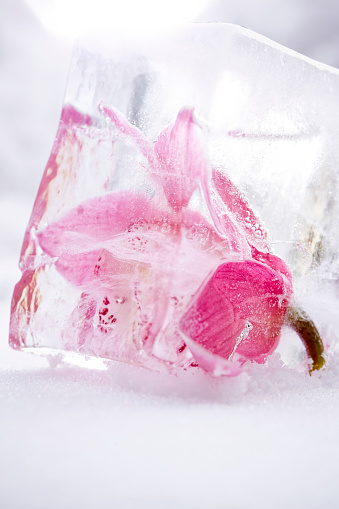 Orchid frozen in cube of ice, in the snow.