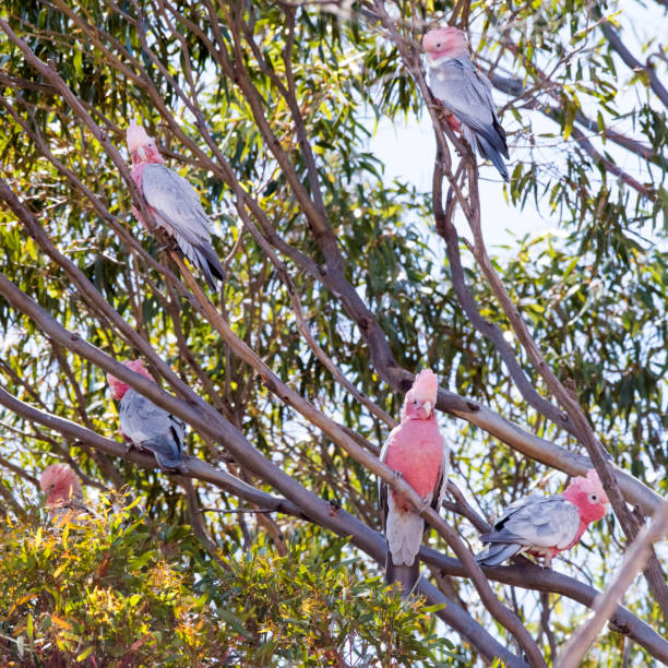 istock Flock of galahs sitting on tree branch 941450740
