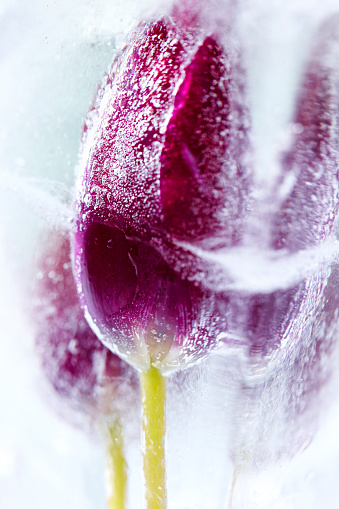 Tulip frozen in cube of ice, in the snow.