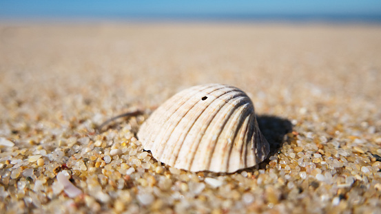 Macro photo of a seashell on a beach.