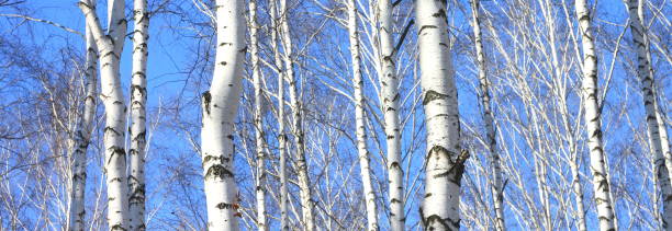 istock trunks of birch trees in birch-wood 941455766