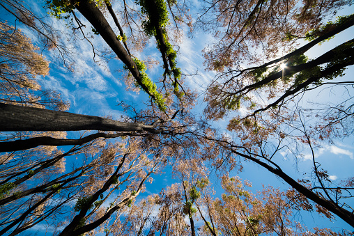 Looking up at regeneration of trees after a bushfire