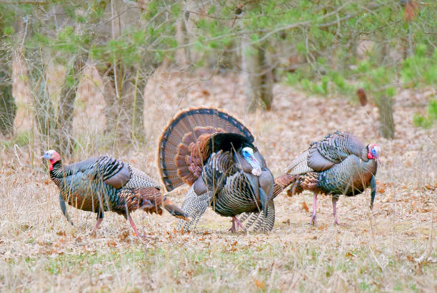 istock Wild turkeys strutting in the backyard 941456380