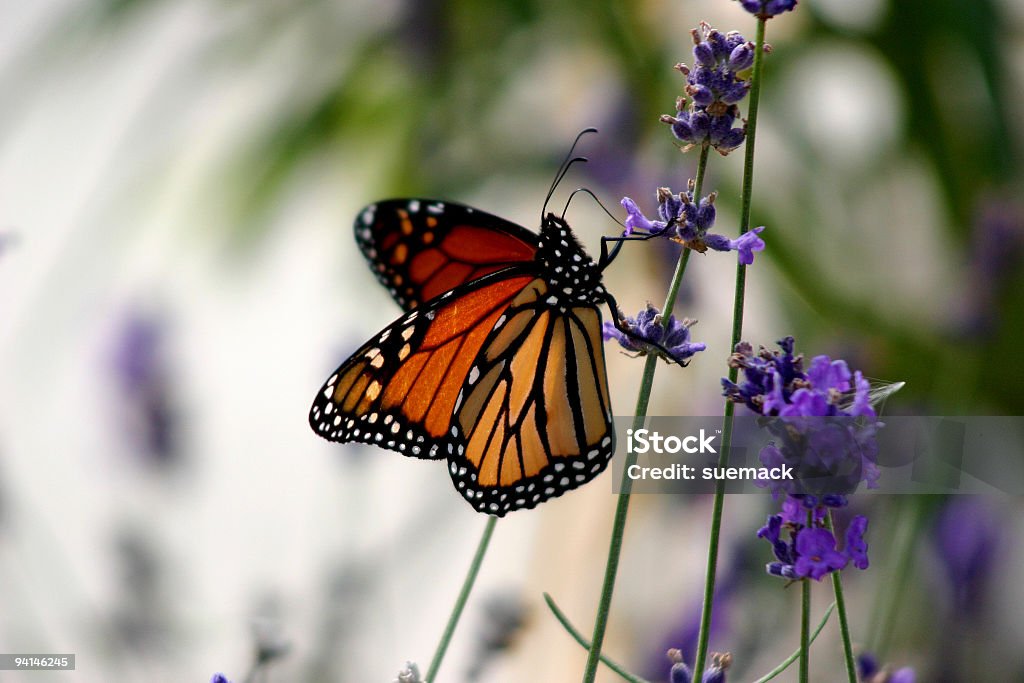 Papillon monarque sur la lavande bush - Photo de Aile d'animal libre de droits