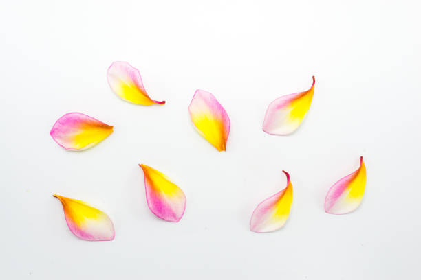 istock Petals of Frangipani on a white background 941462994