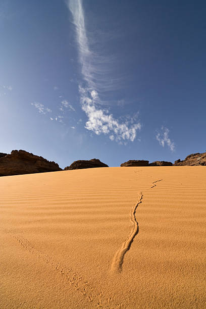 Acacus Mountains in Sahara desert of Libya The Acacus Mountains or Tadrart Acacus form a mountain range in the desert of the Ghat District in western Libya, part of the Sahara. They are situated east of the Libyan city of Ghat and stretch north from the Algerian border about 100 km. Tadrart is the feminine form of 'mountain' in the Berber languages. The area has a particularly rich array of prehistoric rock art. The Acacus Mountains have a large variation of landscapes, from differently coloured sanddunes to arches, gorges, isolated rocks and deep ravines (wadis). Major landmarks include the arches of Afzejare and Tin Khlega. Although this area is one of the most arid of the Sahara, there is vegetation, such as the medicinal Calotropis procera, and there are a number of springs and wells in the mountains. The area is known for its rock-art and was inscribed as a UNESCO World Heritage Site in 1985 because of the importance of these paintings and carvings. The paintings date from 12,000 B.C.E. to 100 C.E. and reflect cultural and natural changes in the area. There are paintings and carvings of animals such as giraffes, elephants, ostriches and camels, but also of men and horses. Men are depicted in various daily life situations, for example while making music and dancing. desert snake stock pictures, royalty-free photos & images