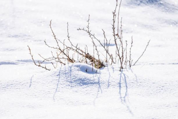 istock shadows in snow. winter in countryside 941470254