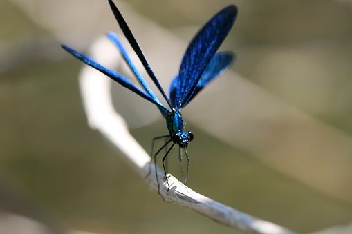 Dark blue dragonfly sitting on a branch