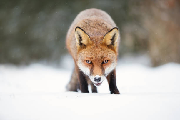 istock Close-up of a Red fox in snow 941470822