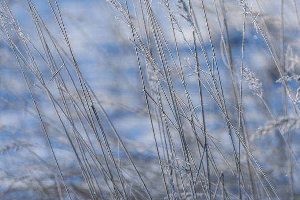 istock old dry grass bents in winter 941473056